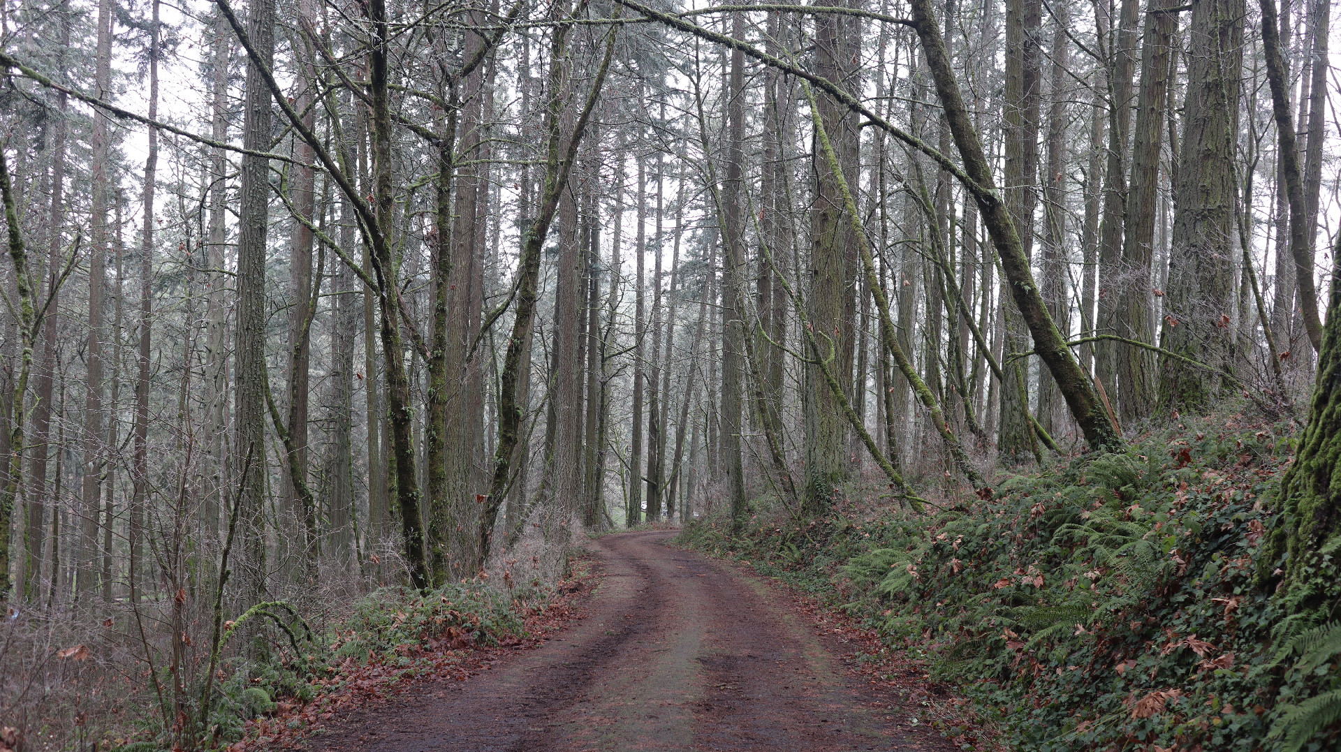 A dirt road heading into the forest with leaning trees on either side.