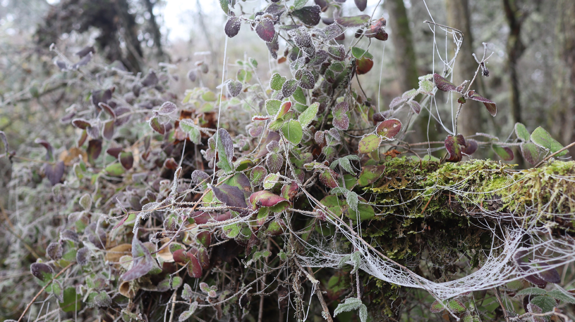 Frozen spiderwebs in the forest