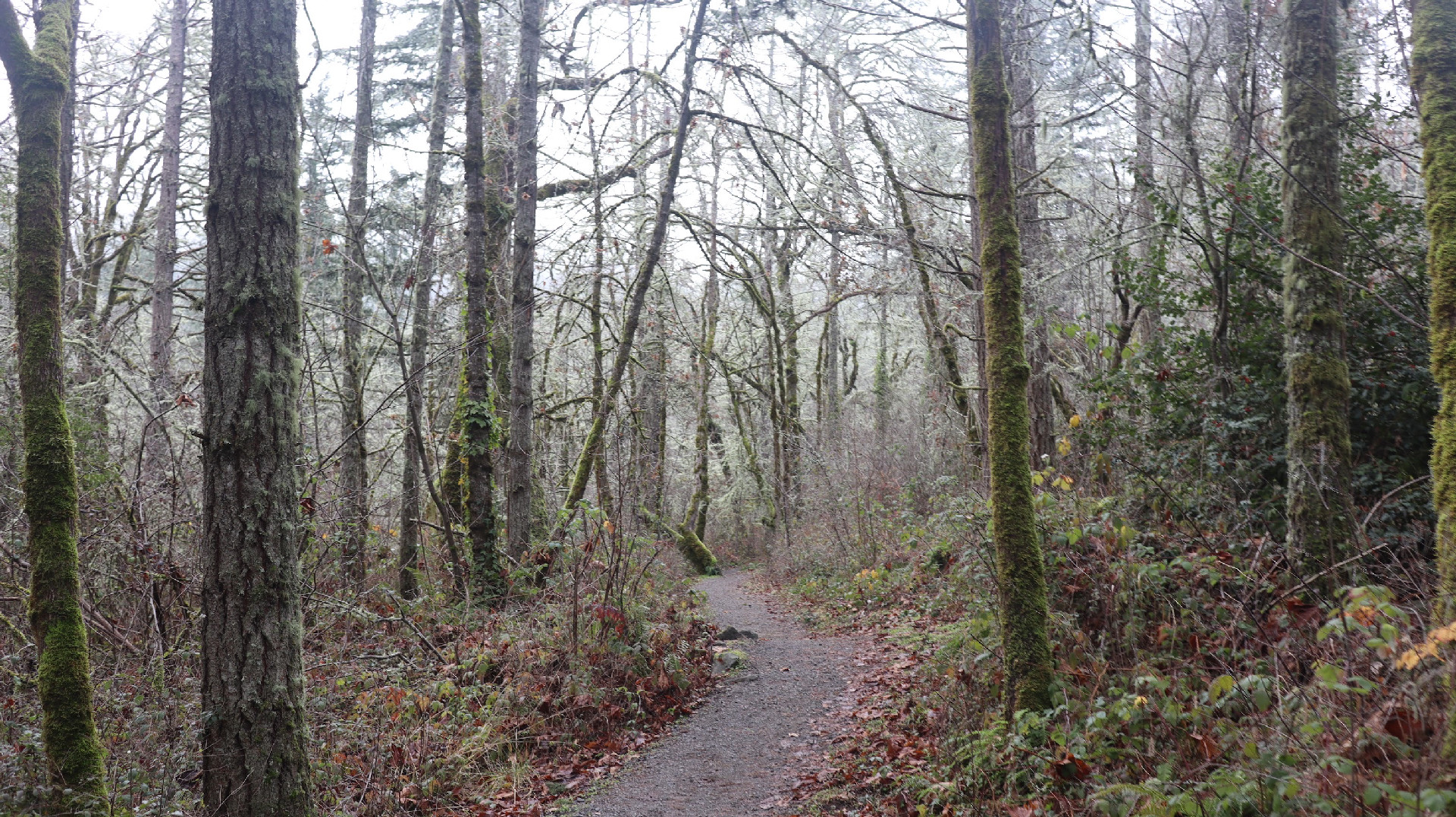 A gravel trail heading into the woods