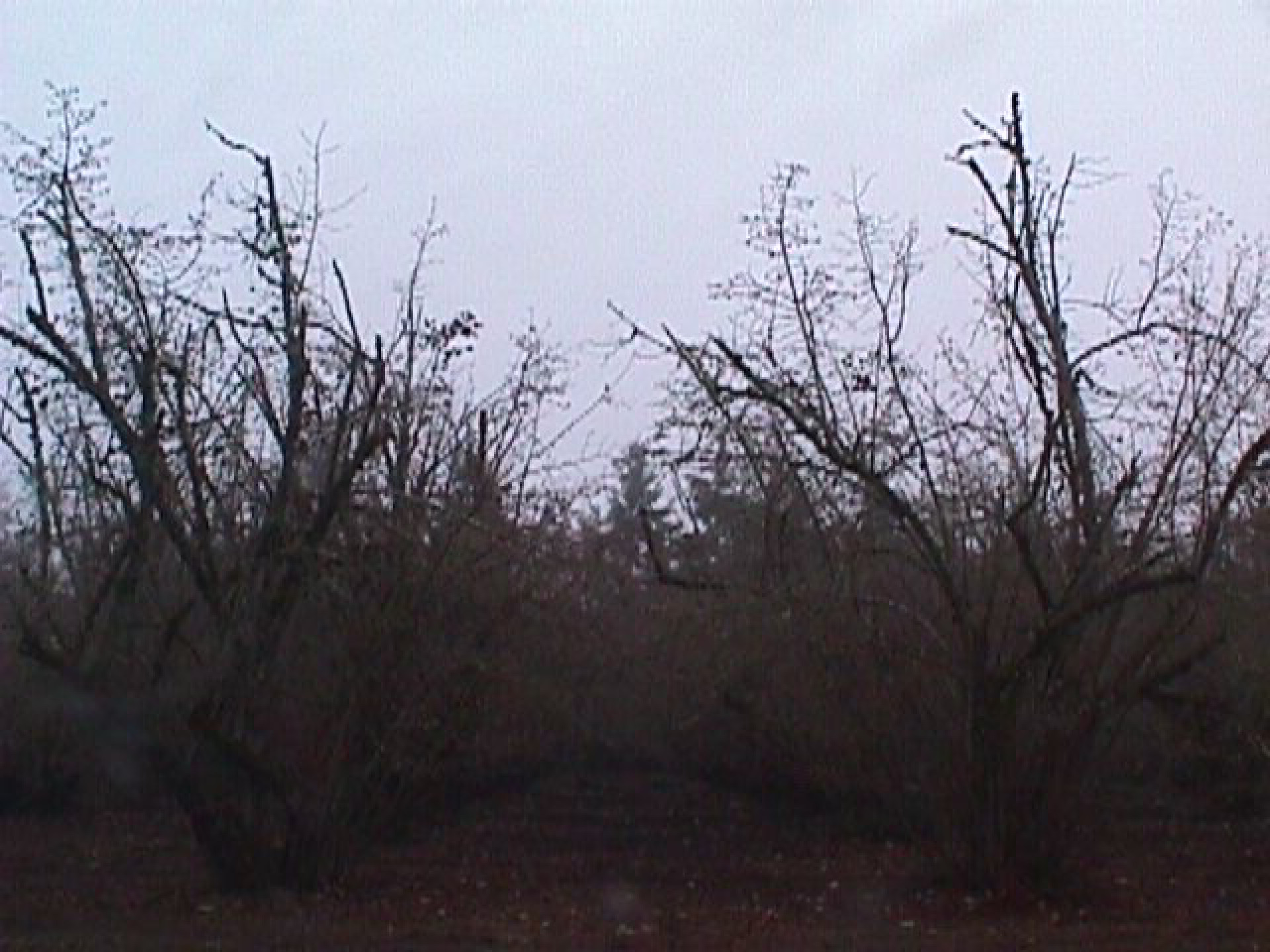 A hazelnut grove under an overcast sky. Bare trees and an empty path between them.