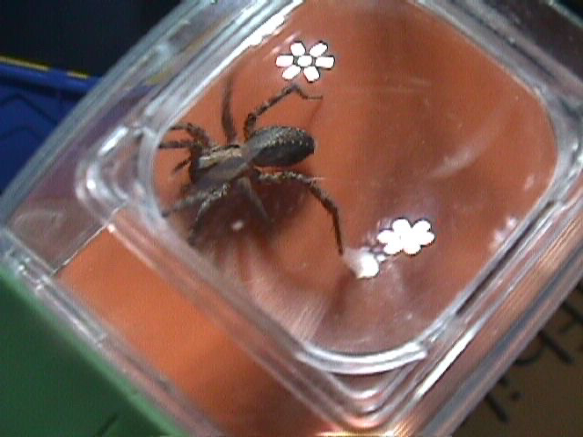 A giant house spider in a magnifying cube