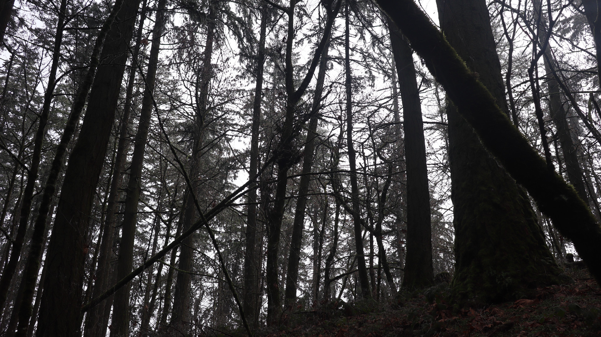 Leaning trees backlit by an overcast sky.